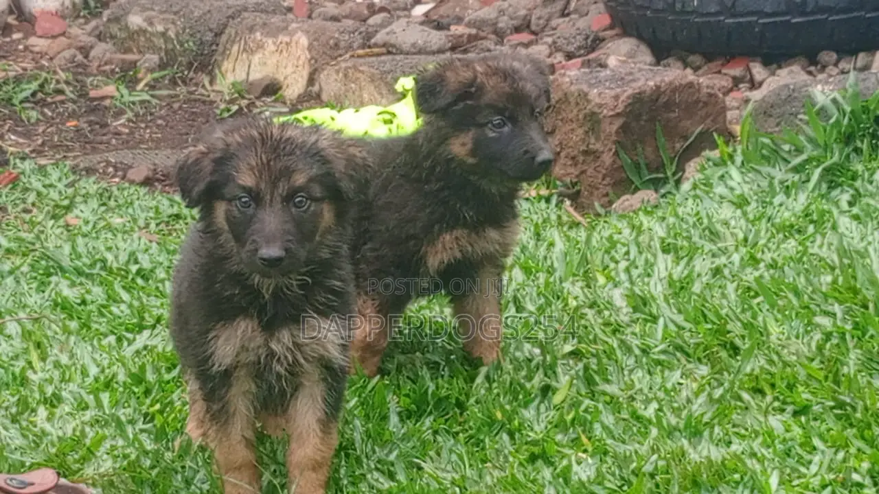 1-3 months Male Purebred German Shepherd