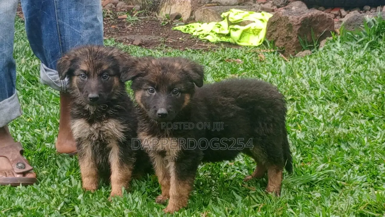 1-3 months Male Purebred German Shepherd