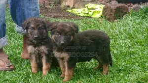 1-3 months Male Purebred German Shepherd
