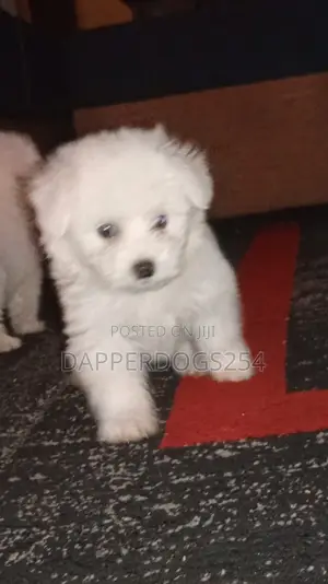 1-3 months Female Purebred Maltese