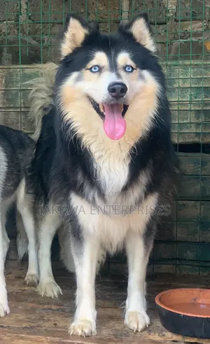 Stud Service Siberian Husky Stud Service
