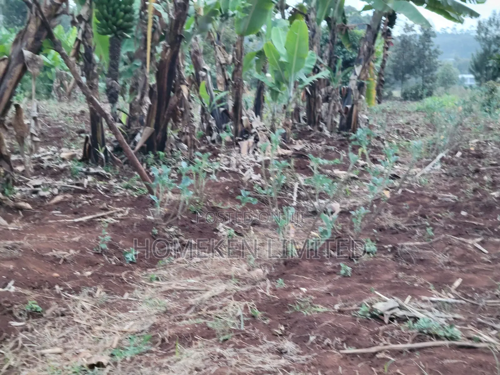 Quarter Acre Plot for Sale in Ngong
