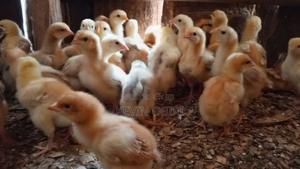 Three Weeks Old Improved Kienyeji(Sasso) Chicks Available - thumbnail 2
