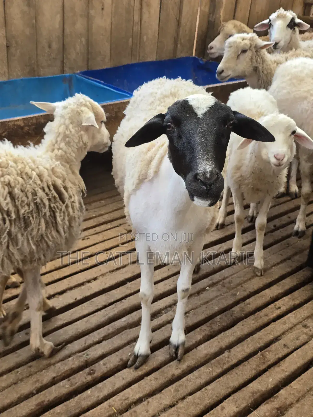 Pure Dorper Sheep