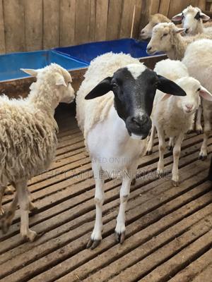 Pure Dorper Sheep - thumbnail 2