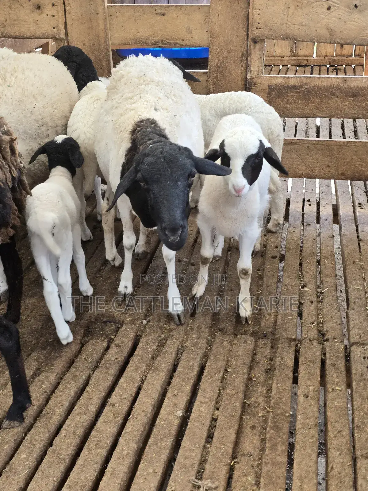 Pure Dorper Sheep