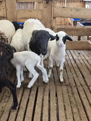 Pure Dorper Sheep