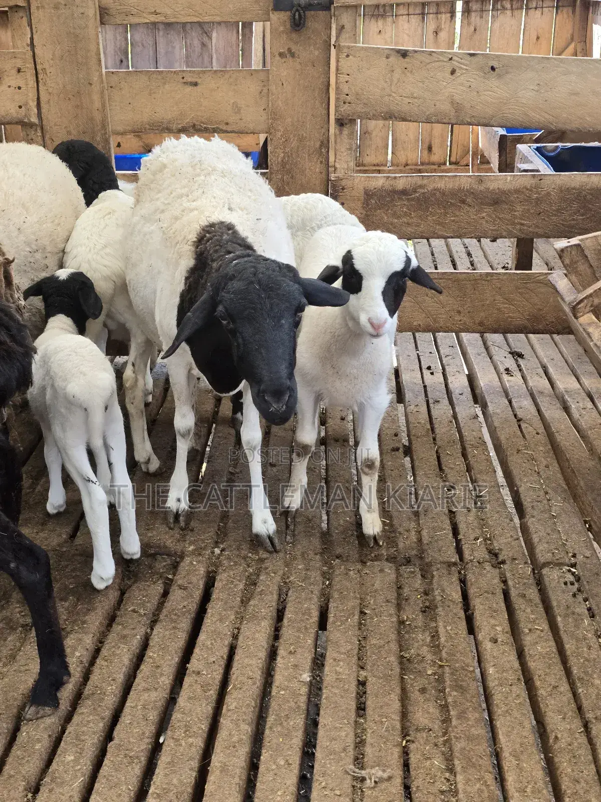 Pure Dorper Sheep