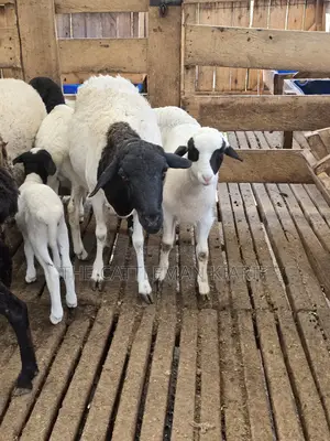 Pure Dorper Sheep