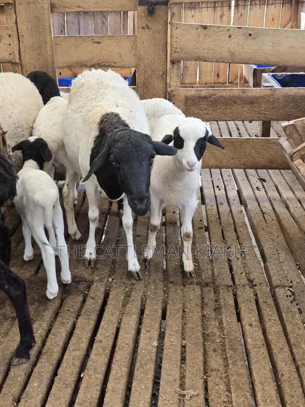 Pure Dorper Sheep - thumbnail 5