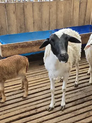 Pure Dorper Sheep