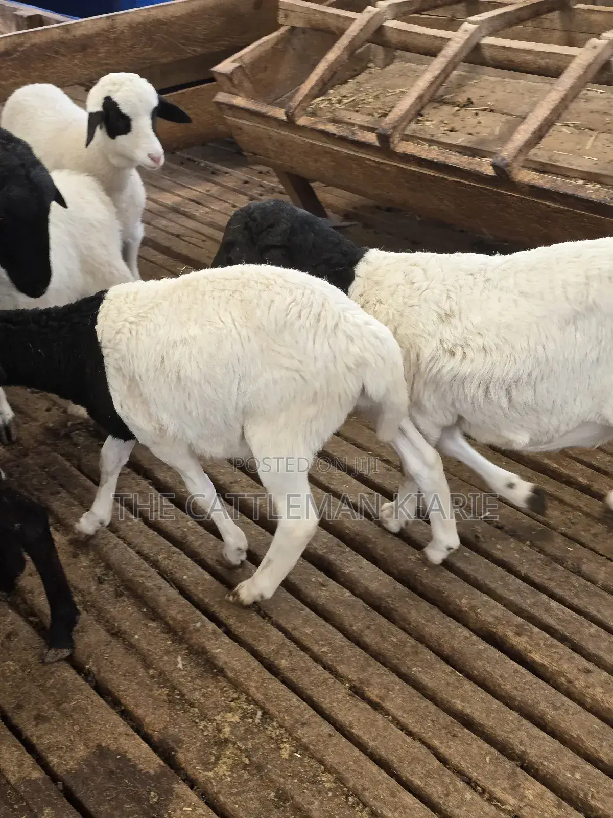 Pure Dorper Sheep