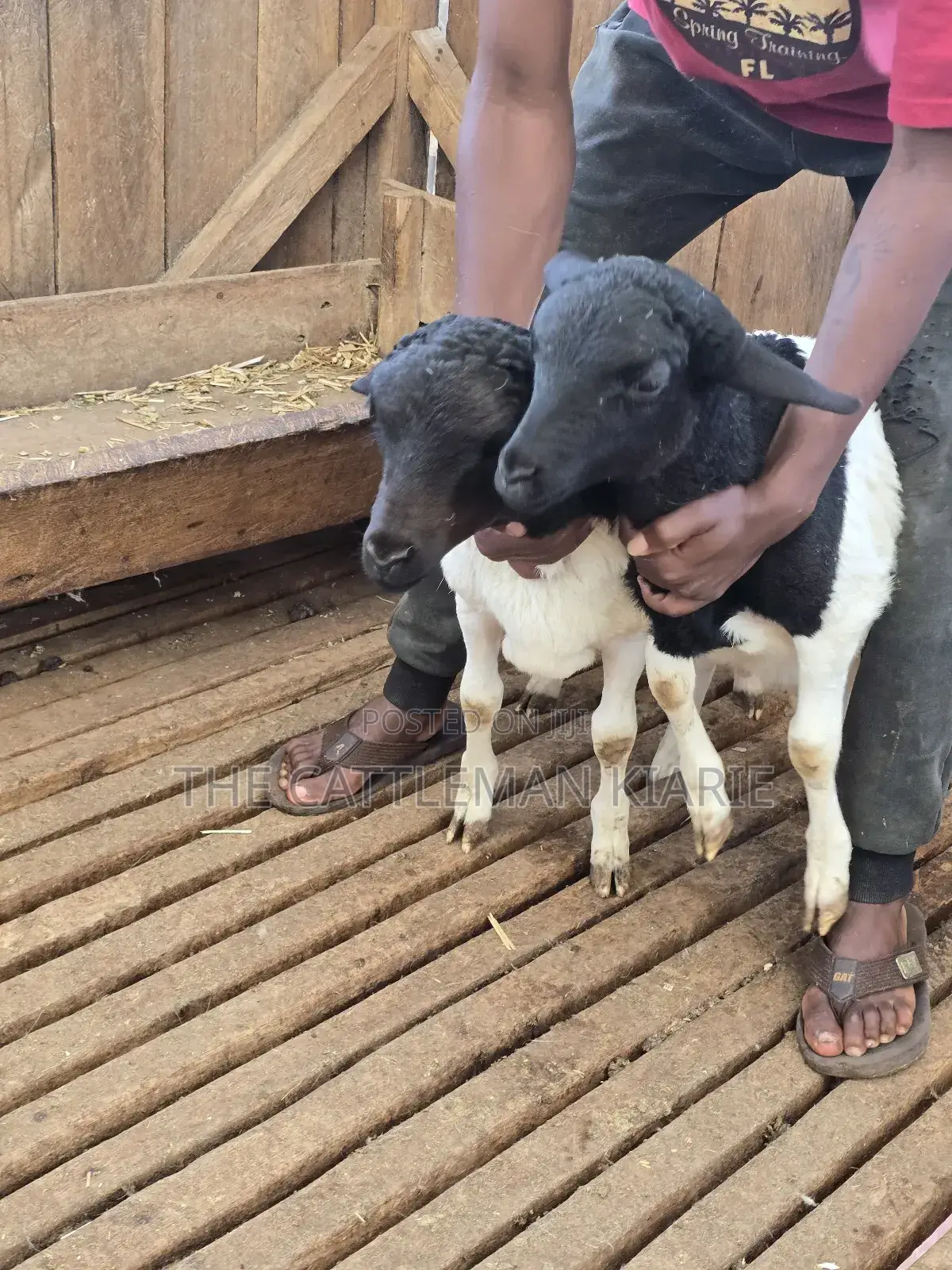 Pure Dorper Sheep
