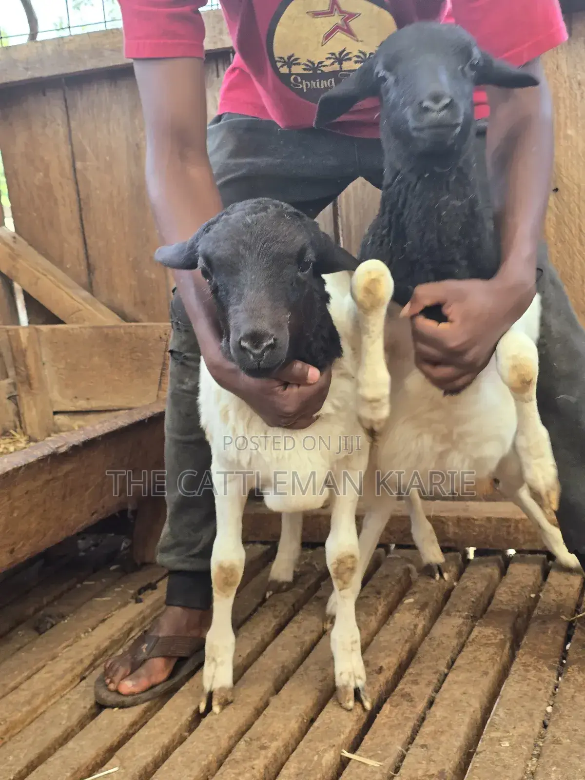 Pure Dorper Sheep