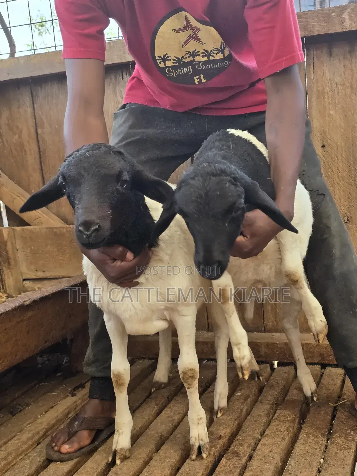 Pure Dorper Sheep