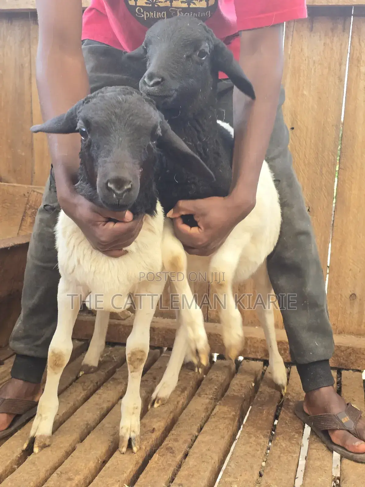 Pure Dorper Sheep