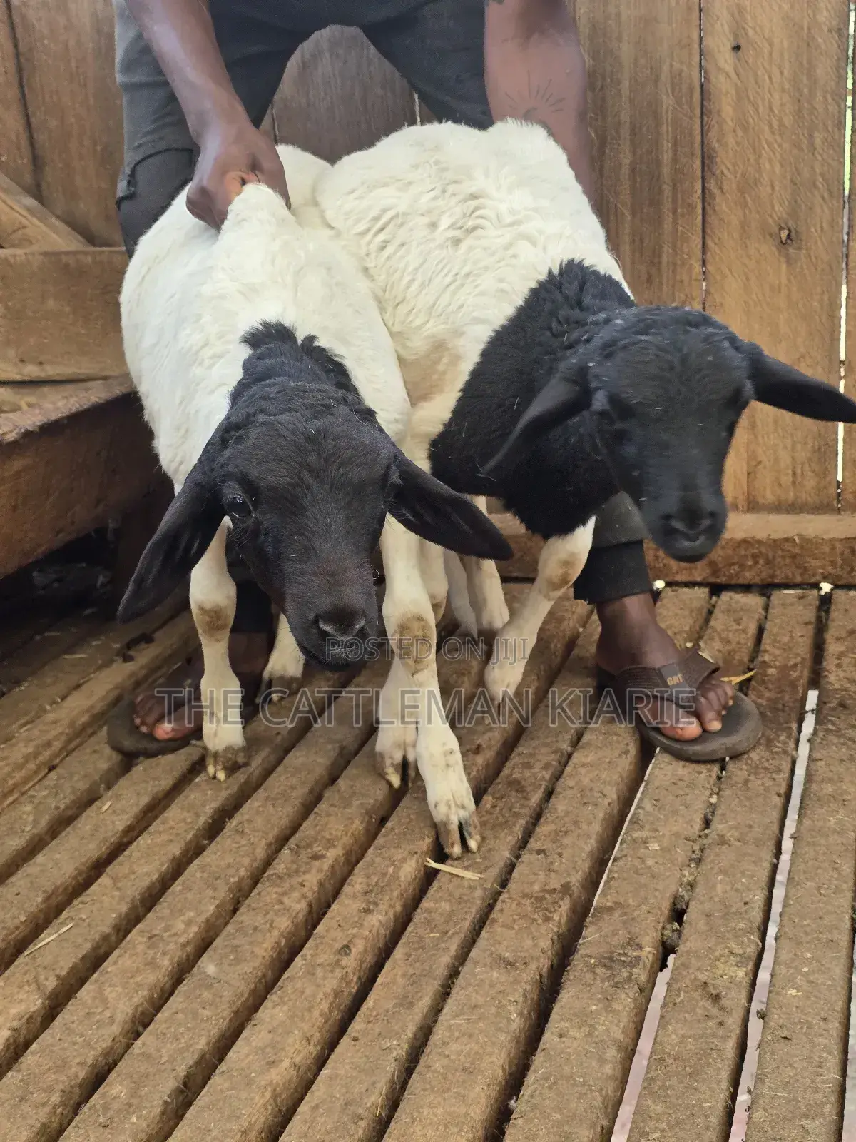 Pure Dorper Sheep