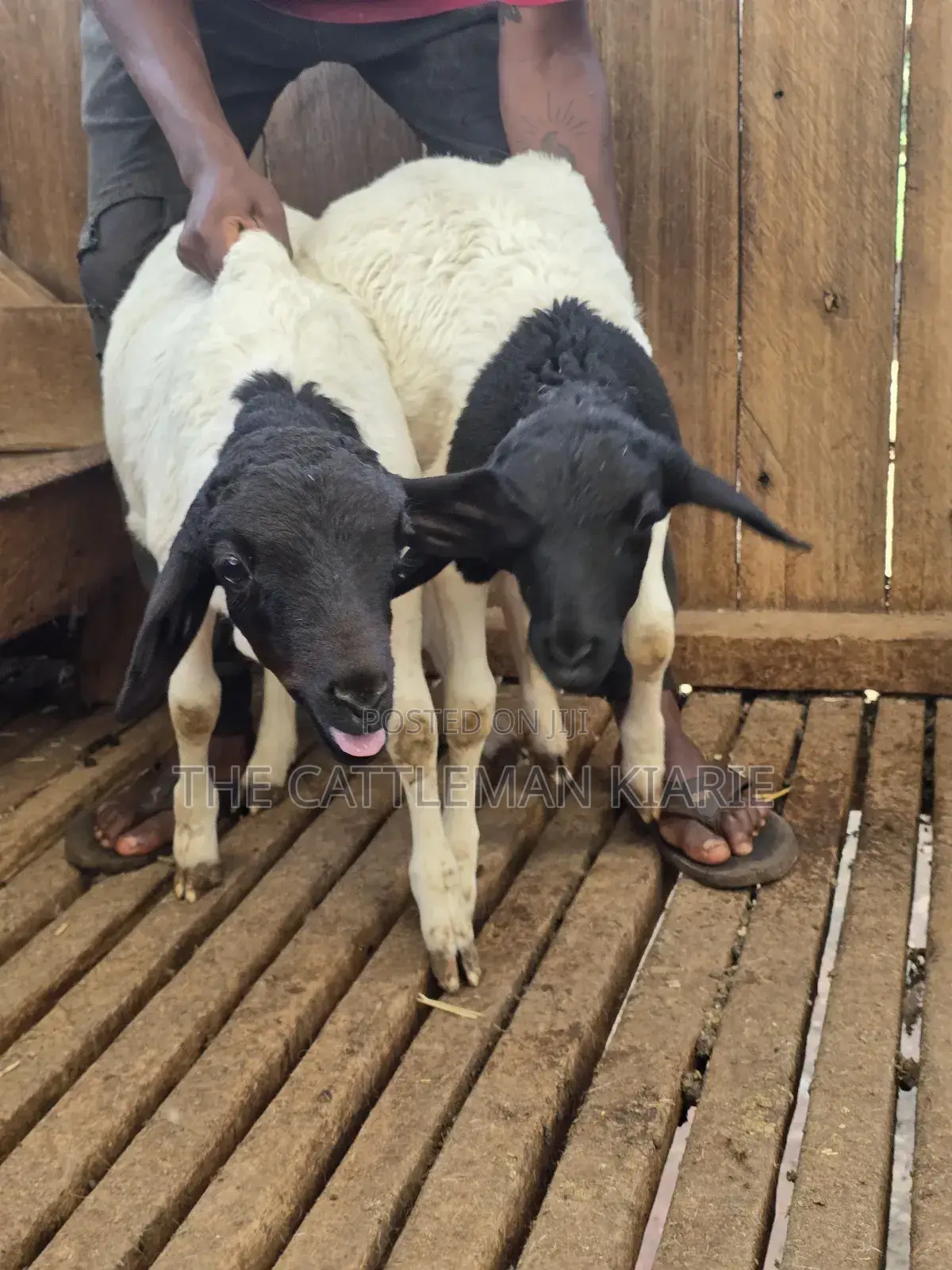 Pure Dorper Sheep