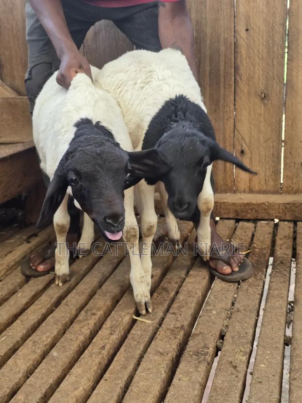 Pure Dorper Sheep - thumbnail 13