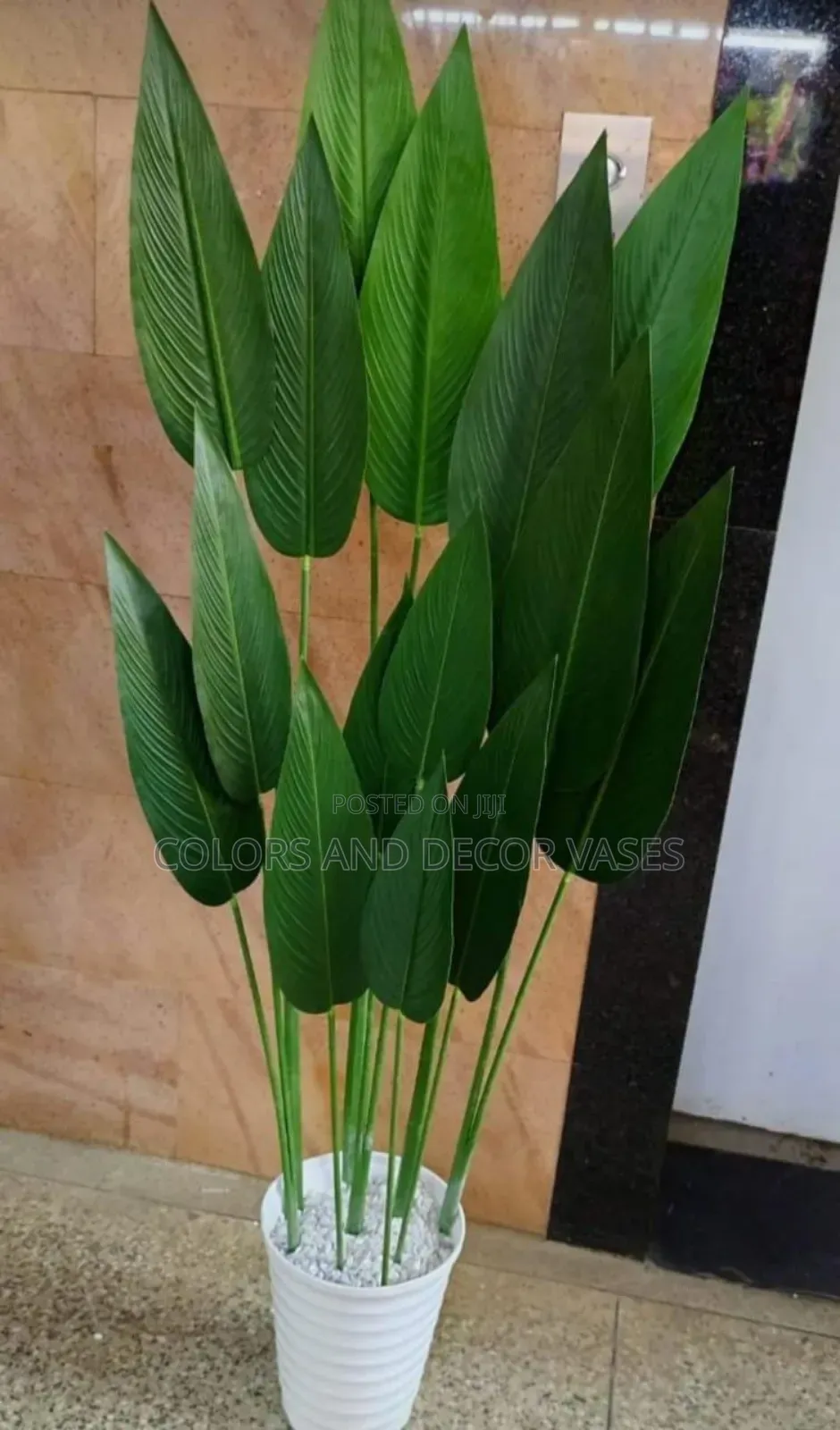 Banana Big Plant With Hard Plastic Vase and White Stones