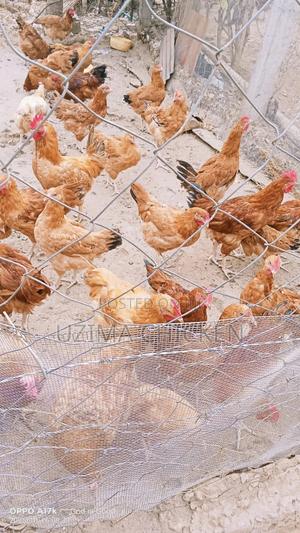 Sasso F1 Chicks on Sale - main view