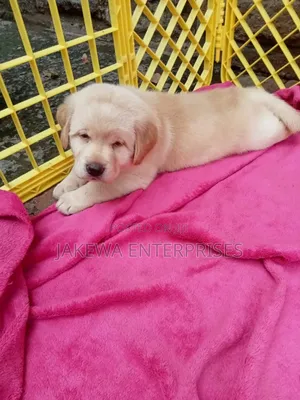 1-3 months Female Purebred Labrador Retriever