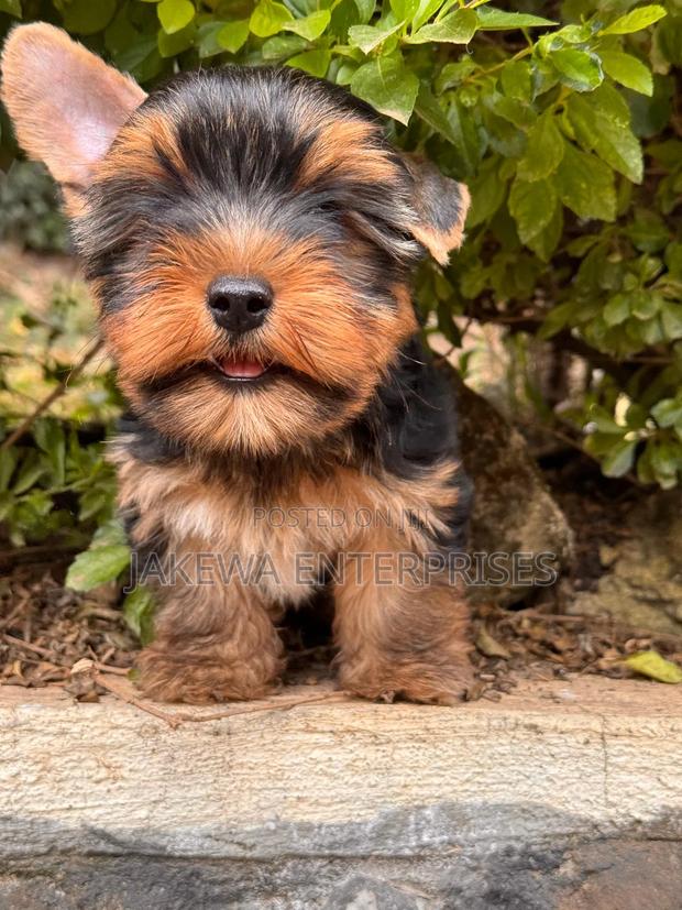 1-3 months Male Purebred Yorkshire Terrier