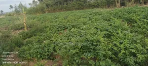 Quick Selling Land