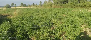 Quick Selling Land