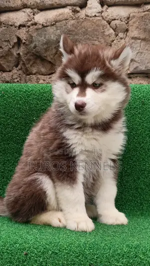 1-3 months Female Purebred Siberian Husky