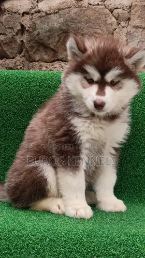 1-3 months Female Purebred Siberian Husky