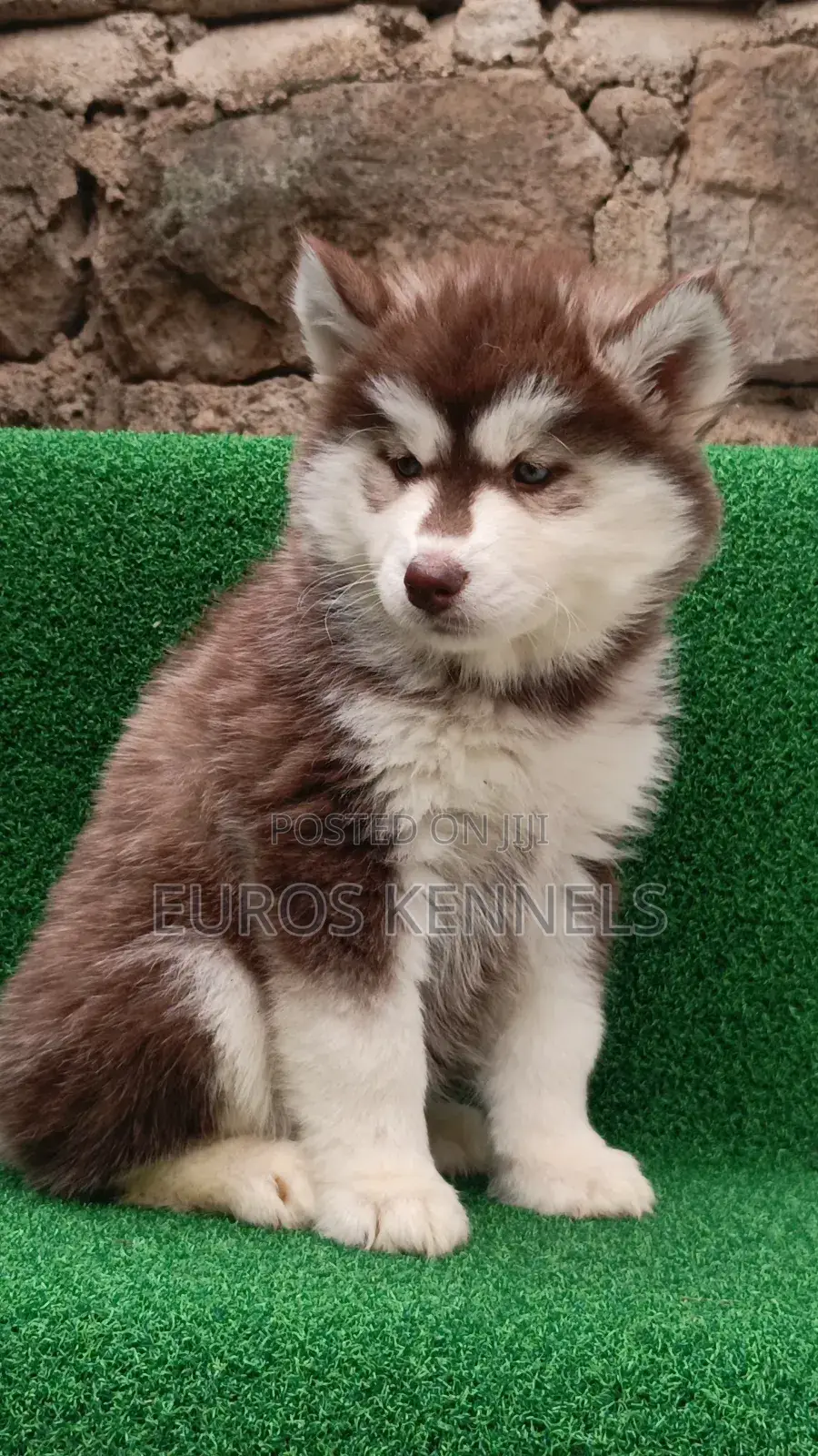 1-3 months Female Purebred Siberian Husky