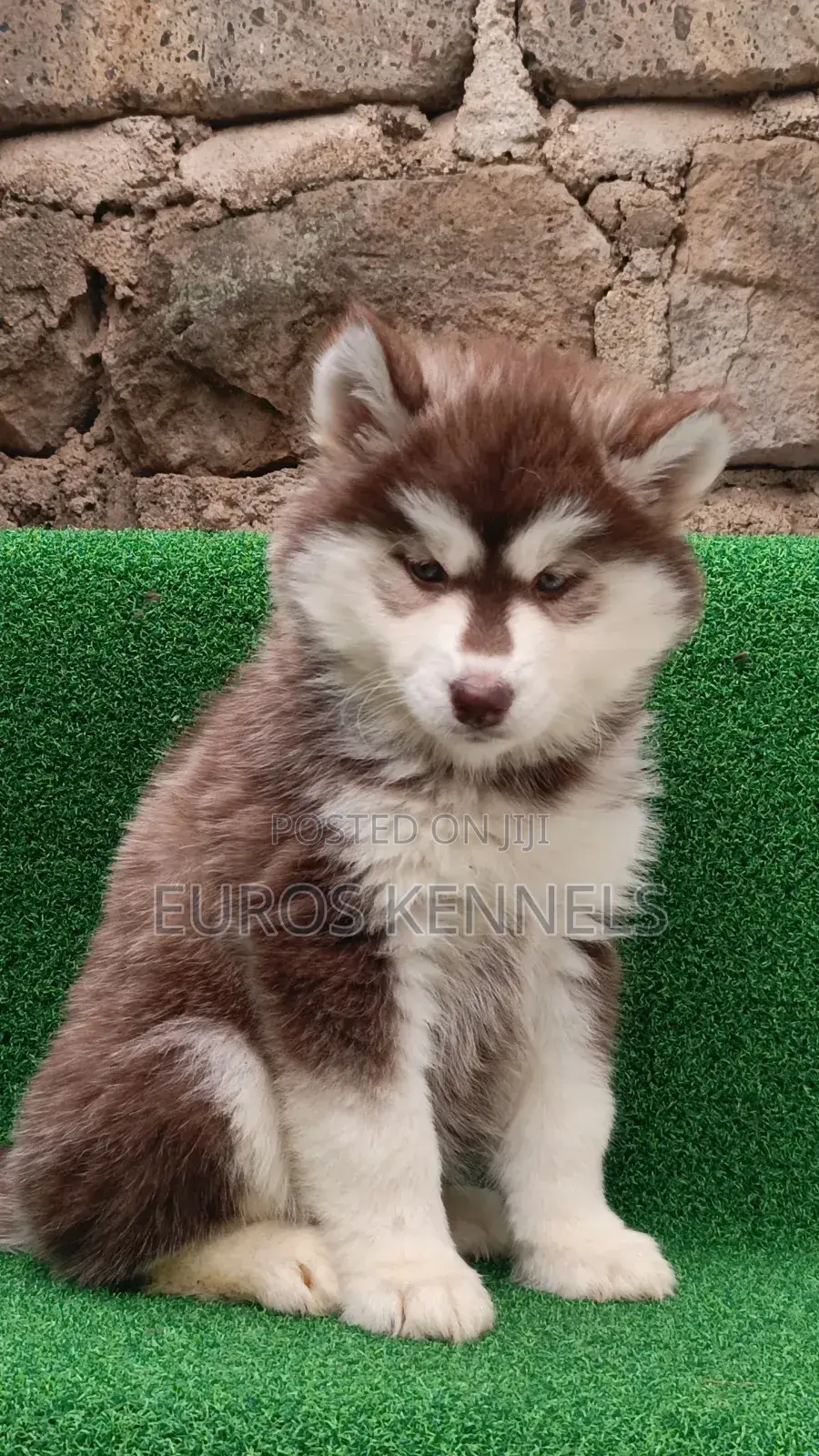 1-3 months Female Purebred Siberian Husky