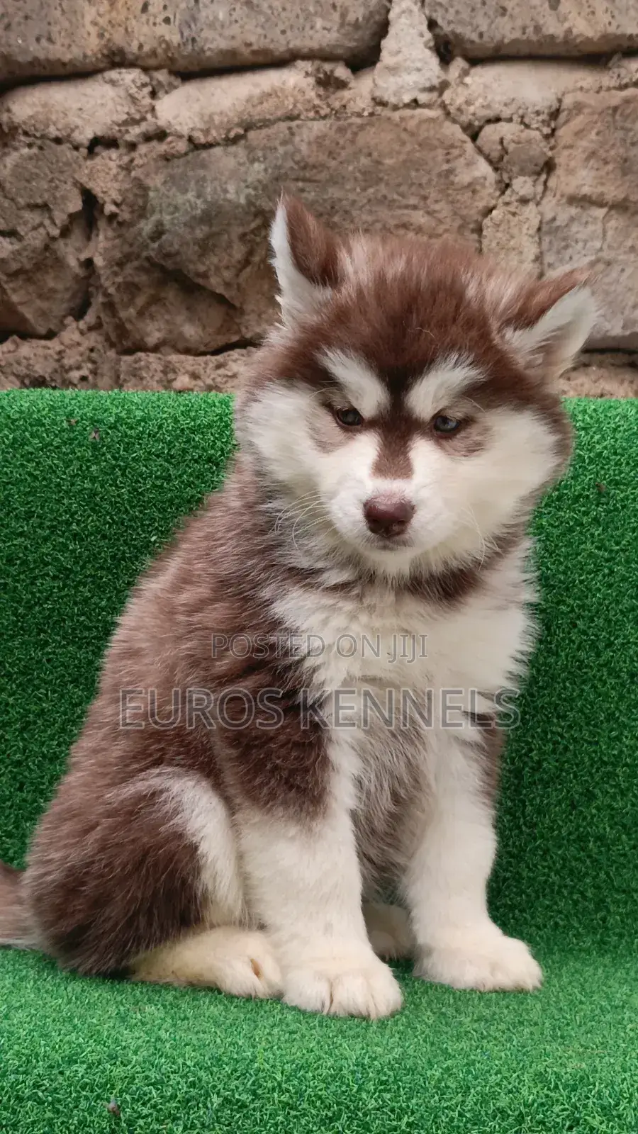 1-3 months Female Purebred Siberian Husky