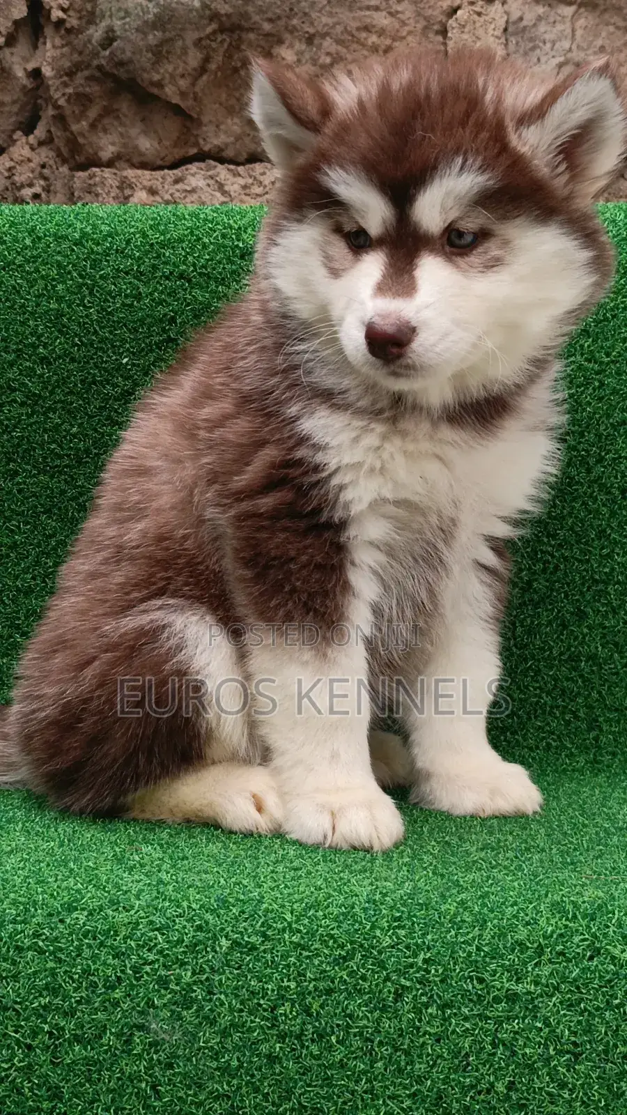 1-3 months Female Purebred Siberian Husky