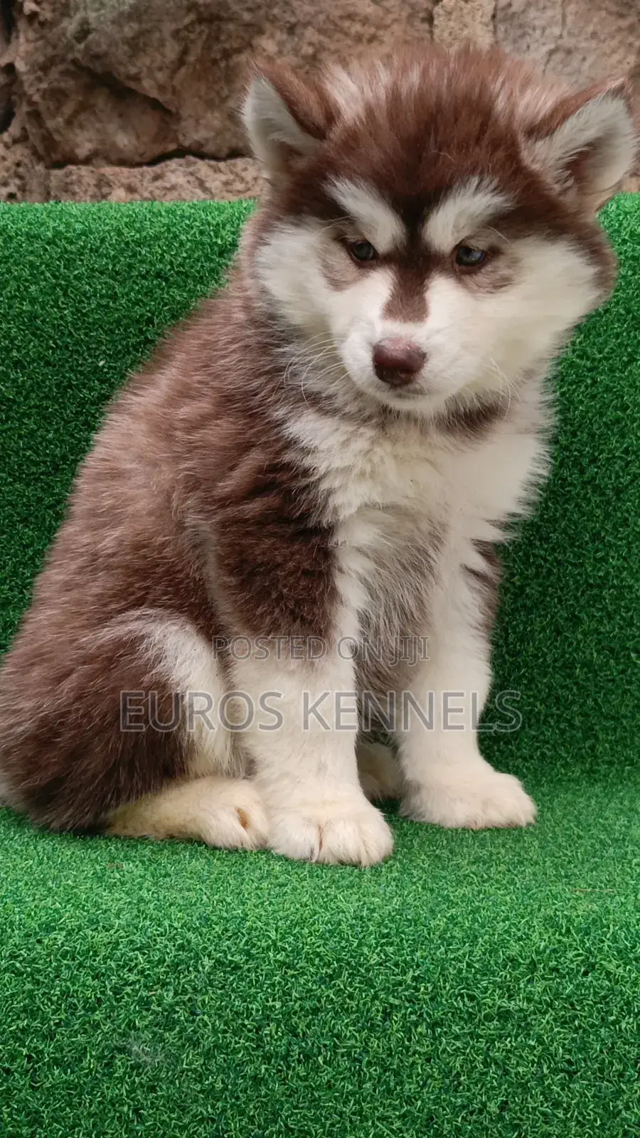 1-3 months Female Purebred Siberian Husky