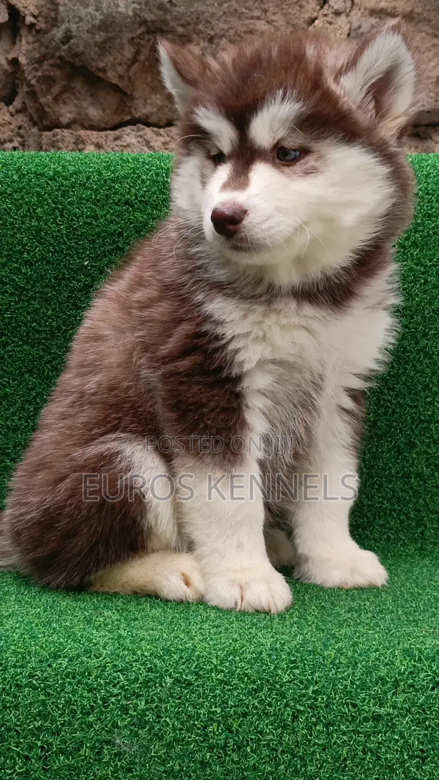 1-3 months Female Purebred Siberian Husky