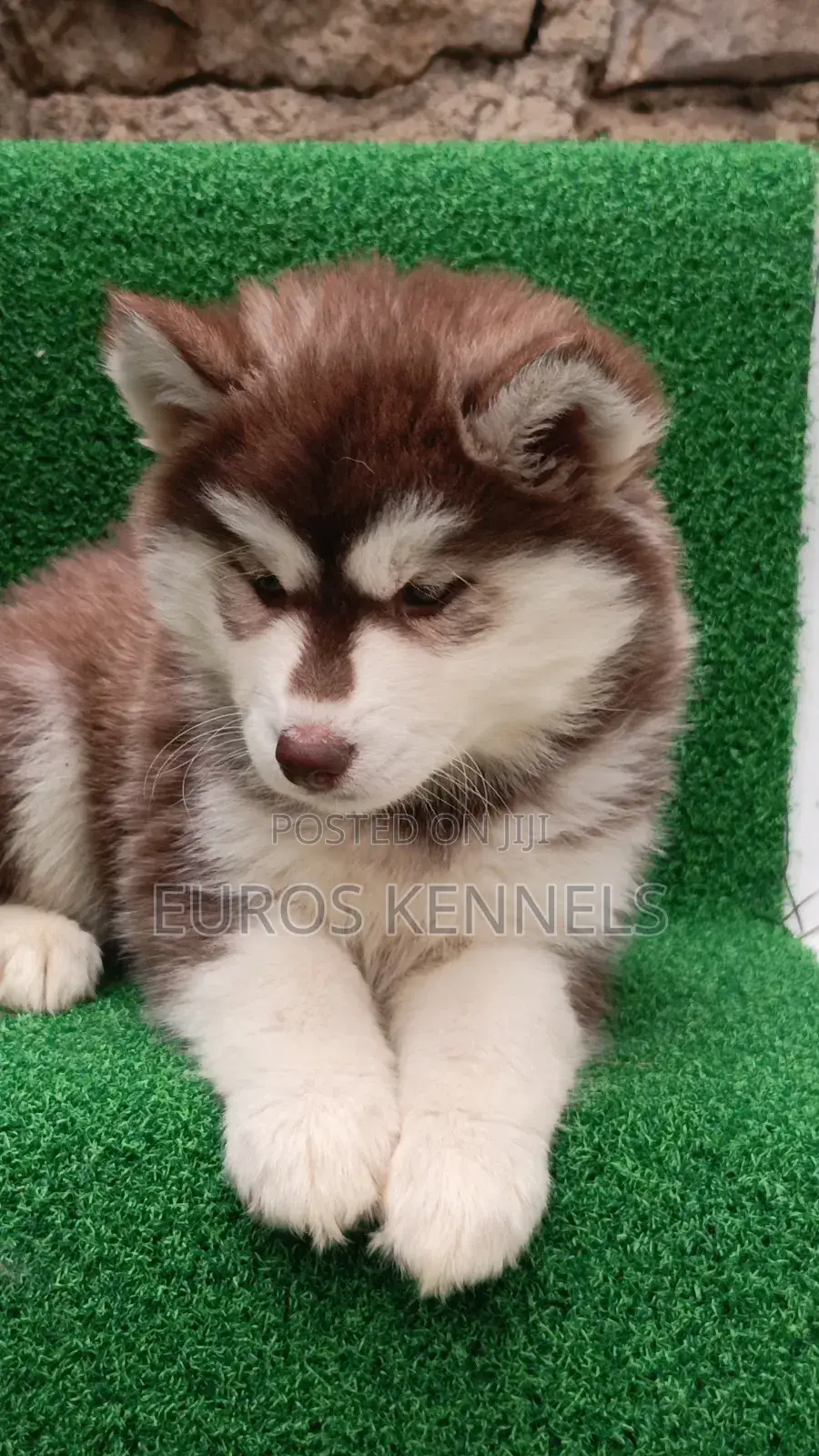 1-3 months Female Purebred Siberian Husky