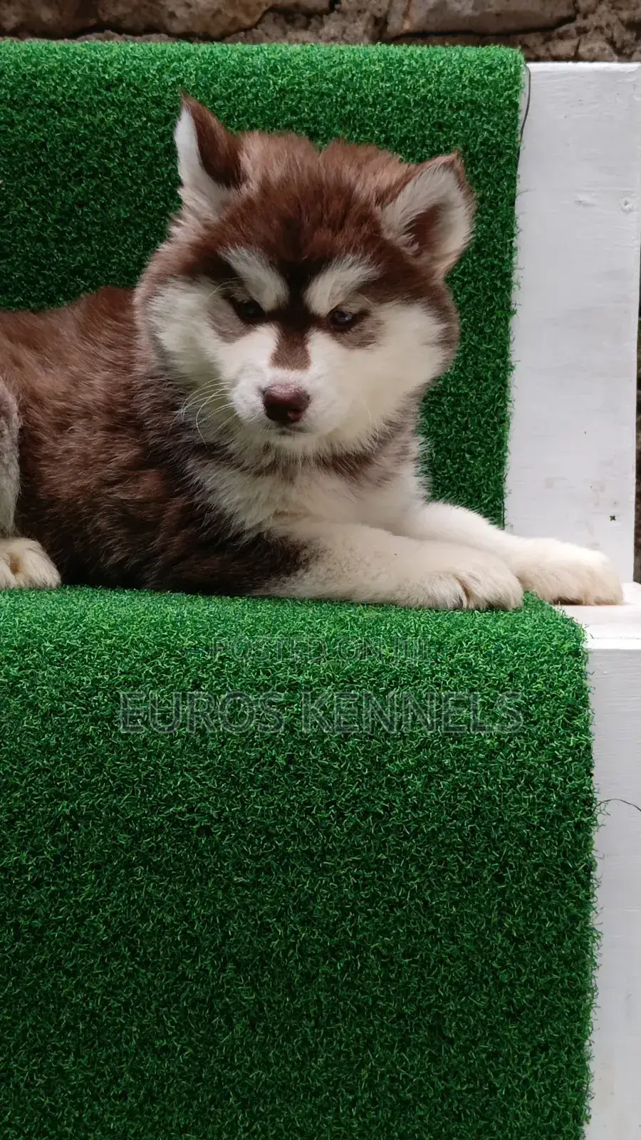 1-3 months Female Purebred Siberian Husky