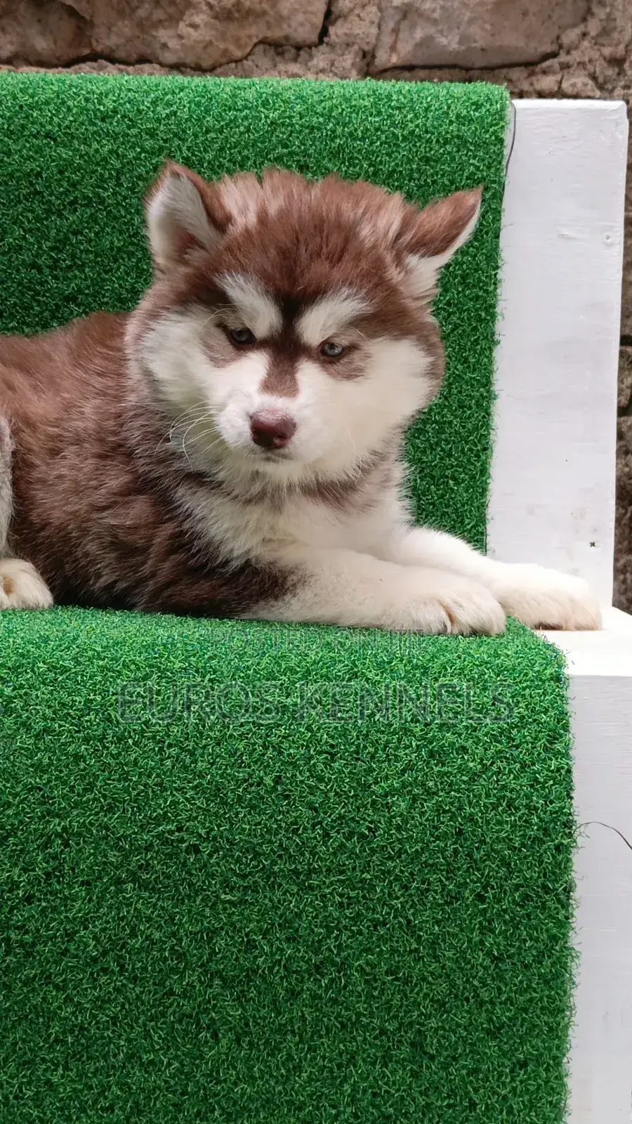 1-3 months Female Purebred Siberian Husky