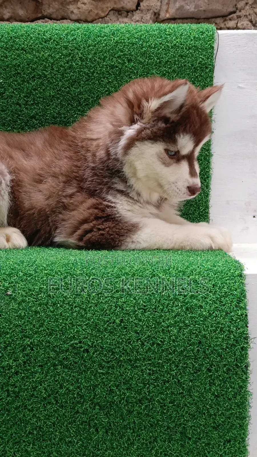 1-3 months Female Purebred Siberian Husky