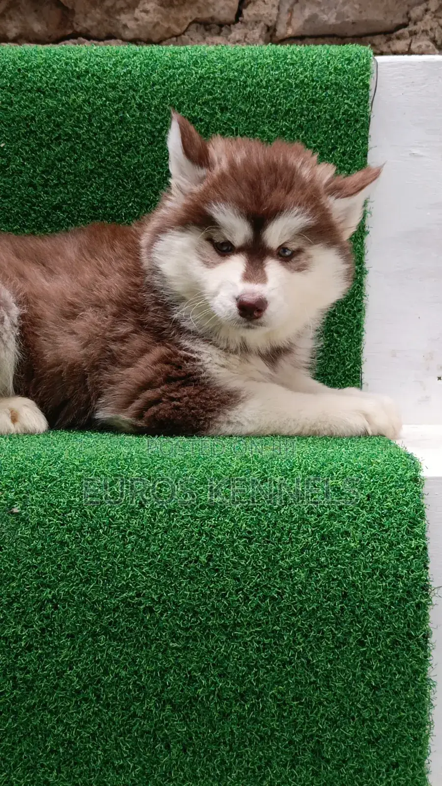 1-3 months Female Purebred Siberian Husky