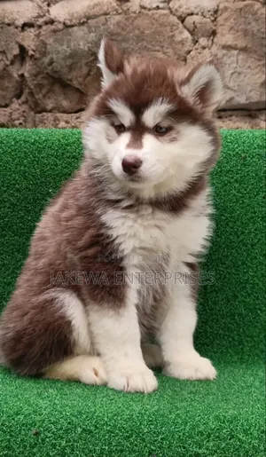 1-3 months Male Purebred Siberian Husky