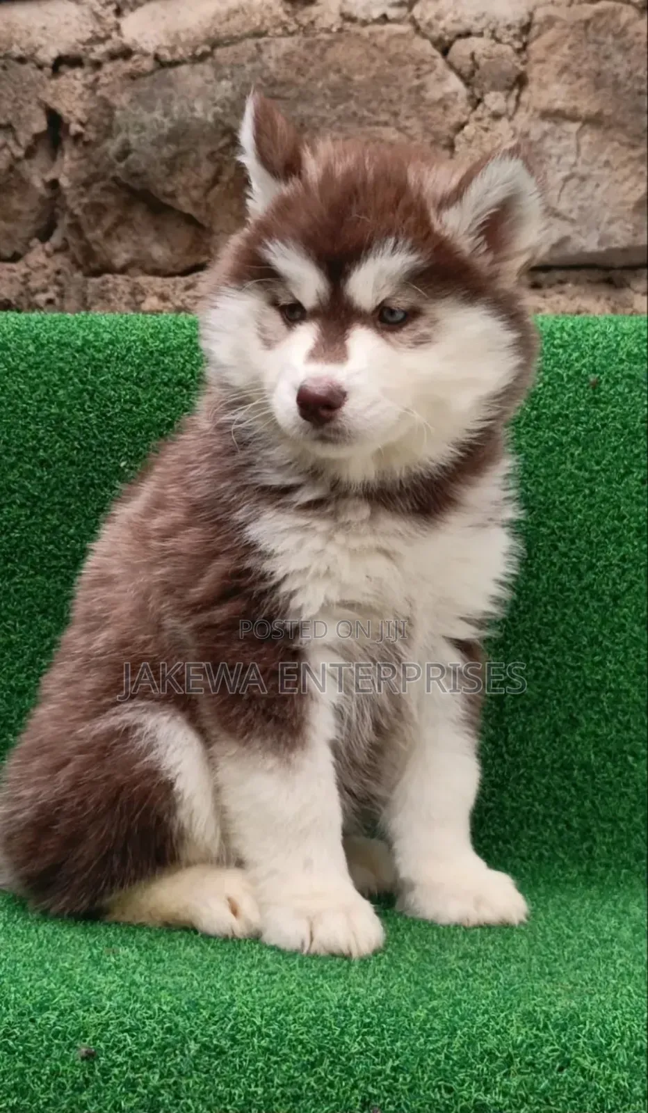 1-3 months Male Purebred Siberian Husky