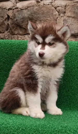 1-3 months Female Purebred Siberian Husky