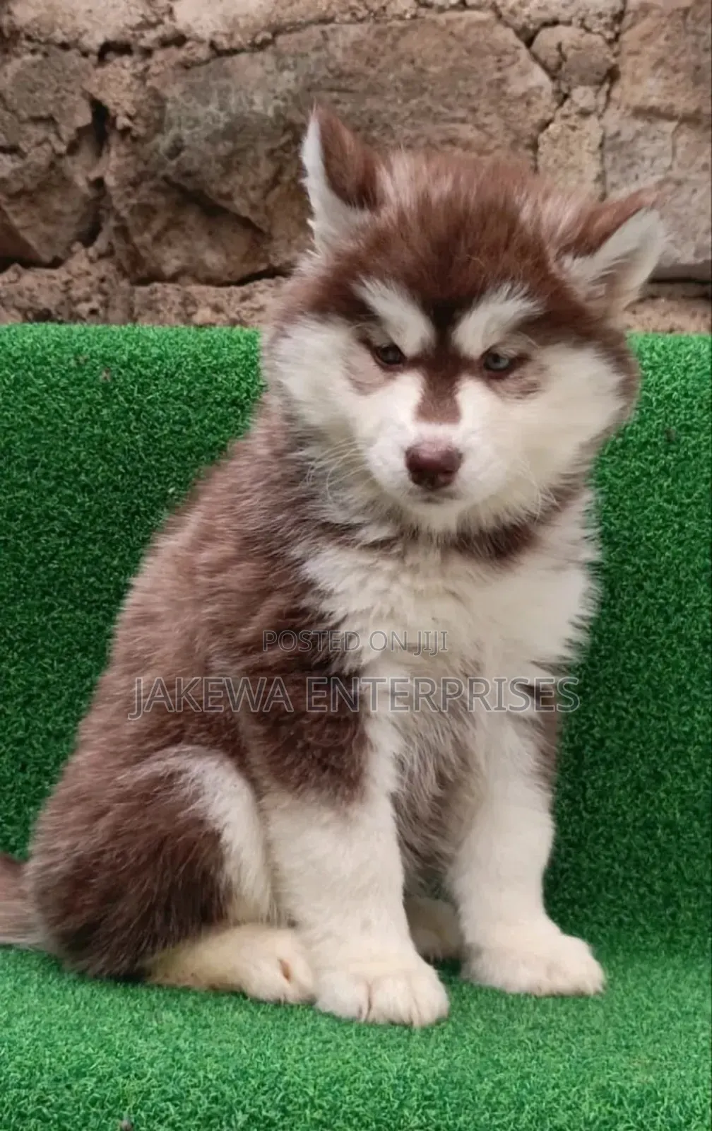 1-3 months Male Purebred Siberian Husky