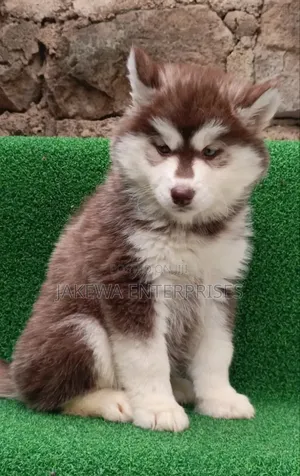 1-3 months Male Purebred Siberian Husky