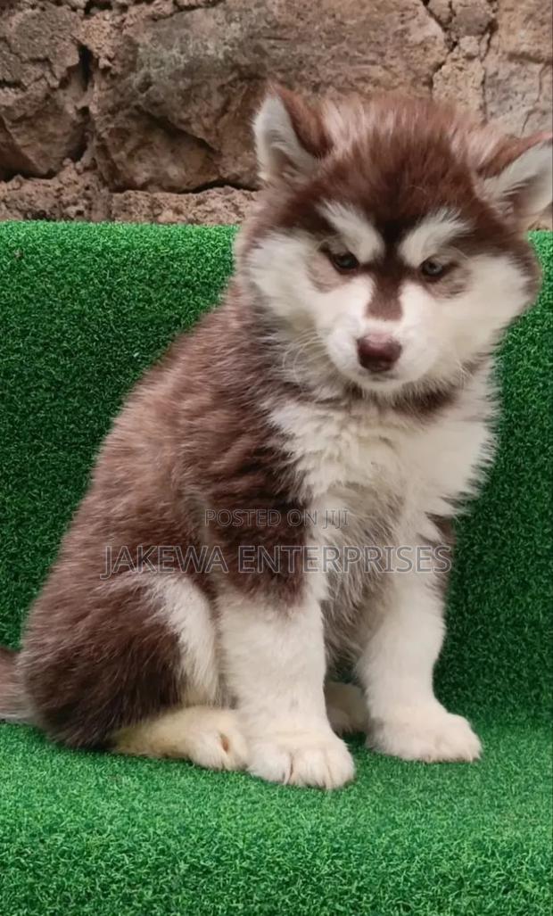 1-3 months Male Purebred Siberian Husky