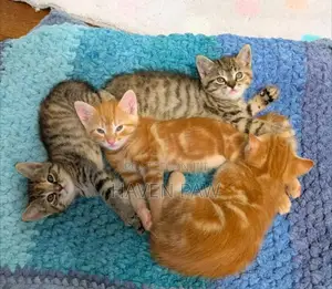 1-3 months Male Mixed Breed Tabby kittens