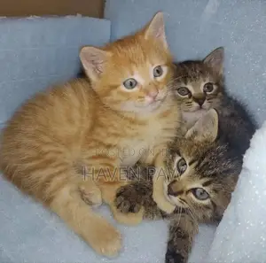1-3 months Male Mixed Breed Tabby kittens